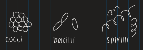 <p>no nucleus or membrane bound organelles</p><ul><li><p>more simple</p></li><li><p>varying shapes &amp; sizes</p></li><li><p>can live in a variety of environments</p></li><li><p>can live in colonies</p></li></ul><p></p>