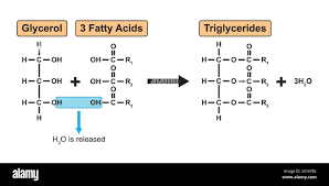 <ul><li><p><span style="background-color: transparent; font-family: "Comic Sans MS", sans-serif;"><strong><u><span>Triglycerides</span></u></strong><span> are formed by condensation reactions between a glycerol and 3 fatty acids.</span></span></p></li><li><p><span style="background-color: transparent; font-family: "Comic Sans MS", sans-serif;"><span>These reactions form </span><strong><span>ester</span></strong><span> bonds.</span></span></p></li><li><p><span style="background-color: transparent; font-family: "Comic Sans MS", sans-serif;"><span>They are insoluble in water</span></span></p></li><li><p><span style="background-color: transparent; font-family: "Comic Sans MS", sans-serif;"><span>Completely hydrophobic.</span></span></p></li></ul><p></p>