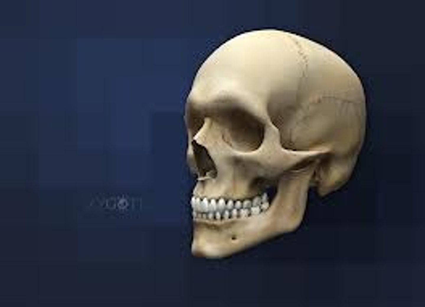 <p>Skull</p>