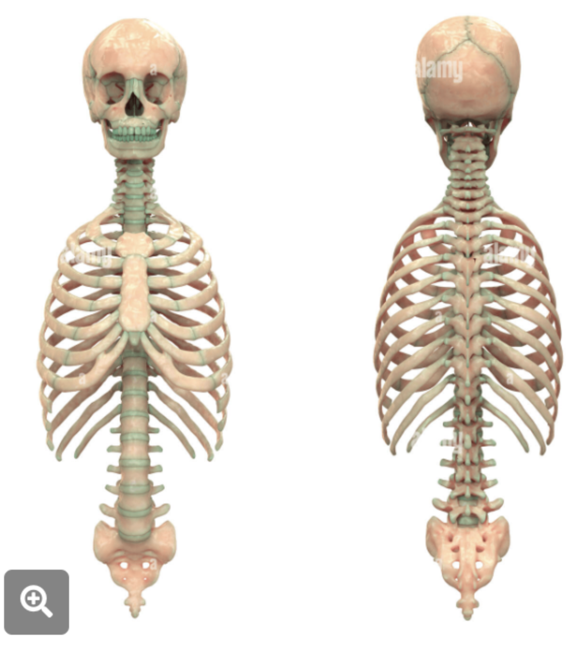 <p><span><strong>The skeleton can be divided into two sections. Which section is defined as the central and core skeleton?</strong></span></p>