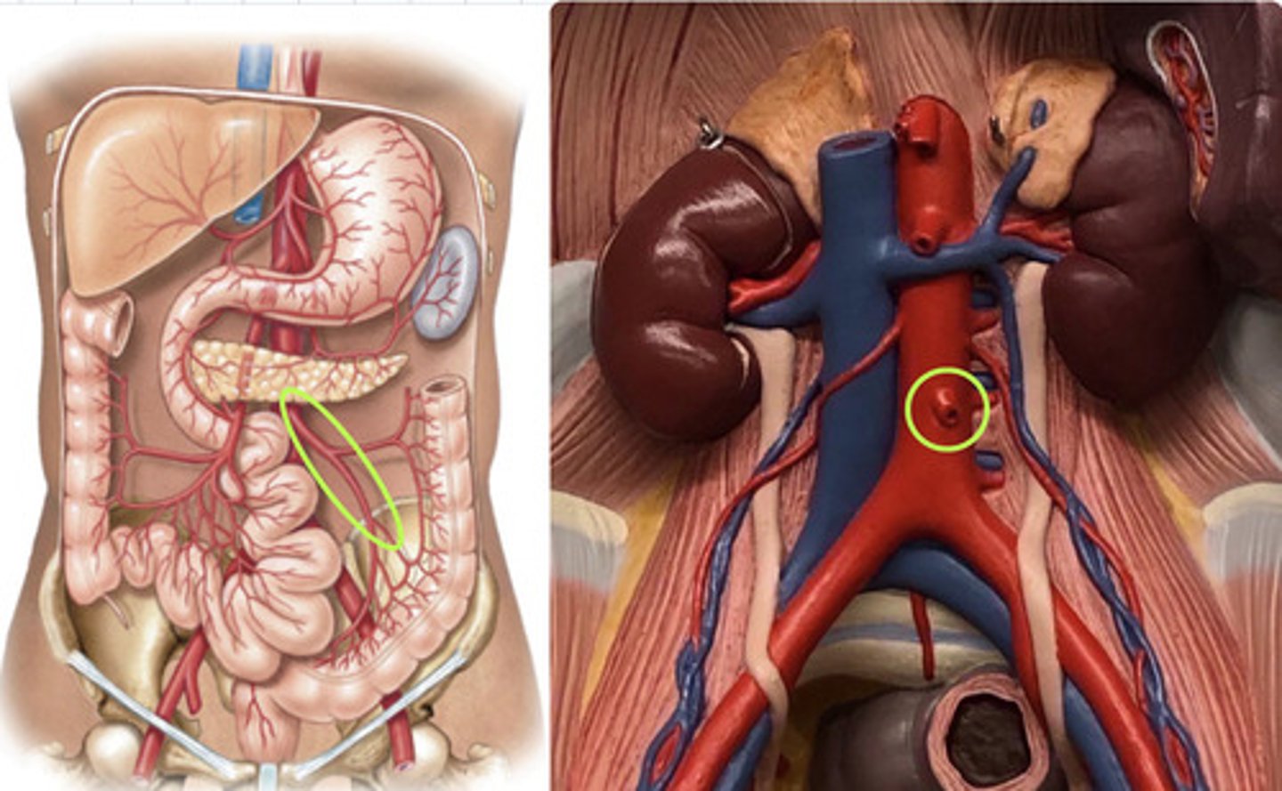 knowt flashcard image