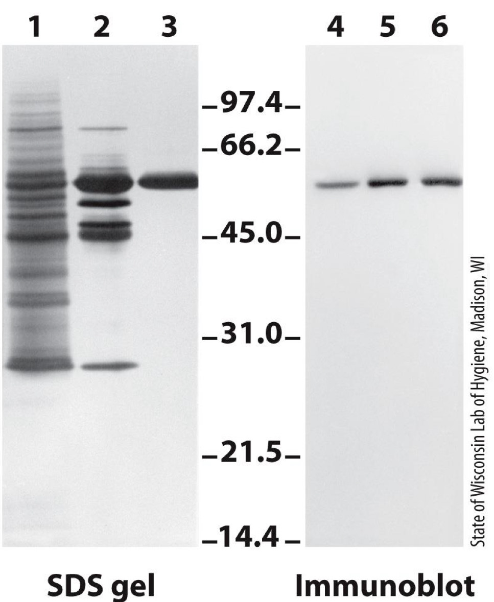<p><span>SDS-PAGE gel is run</span><br><span>Immunoblot is performed</span><br><span>- Proteins are transferred to a membrane</span><br><span>- Proteins in membrane are “probed” with antibody against protein of interest</span><br><span>- Dark color is formed, revealing protein(Series of reaction used to form color)</span></p>
