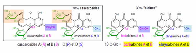 <ul><li><p>A cáscara-sagrada corresponde à espécie <em>Rhamnus purshiana</em>, da qual se utiliza a <strong>casca</strong>.</p></li><li><p>Os principais constituintes ativos são <strong>C-heterósidos de antronas</strong>.</p></li><li><p>Cerca de <strong>30%</strong> dos compostos correspondem a <strong>aloínas</strong>.</p></li><li><p>As aloínas principais são a <strong>barbaloína</strong> (10-C-glucosil-aloé-emodina-antrona) e a <strong>crisaloína</strong> (10-C-glucosil-crisofanol-antrona).</p></li><li><p>Aproximadamente <strong>70%</strong> dos compostos correspondem aos <strong>cascarósidos</strong>.</p></li><li><p>As <strong>aloínas</strong> são <strong>C-heterósidos</strong>.</p></li><li><p>Os <strong>cascarósidos</strong> são simultaneamente <strong>C-heterósidos e O-heterósidos</strong>.</p></li></ul><p></p>