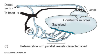 <ul><li><p>secreting gas into the swim bladder when going down </p></li><li><p>removing gas from swim bladder when going to surface</p></li></ul><p></p>