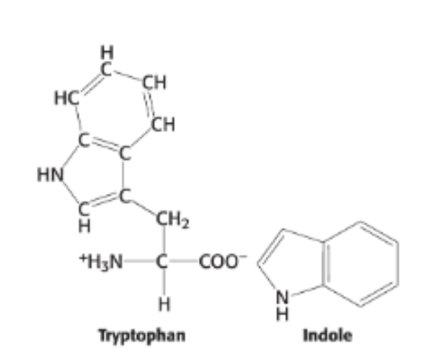 <p>Why is indole more soluble than tryptophan in membranes?</p>