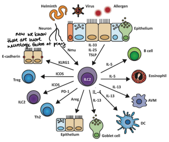 <p>they can play a major role in shaping or responding to their tissue environment</p>