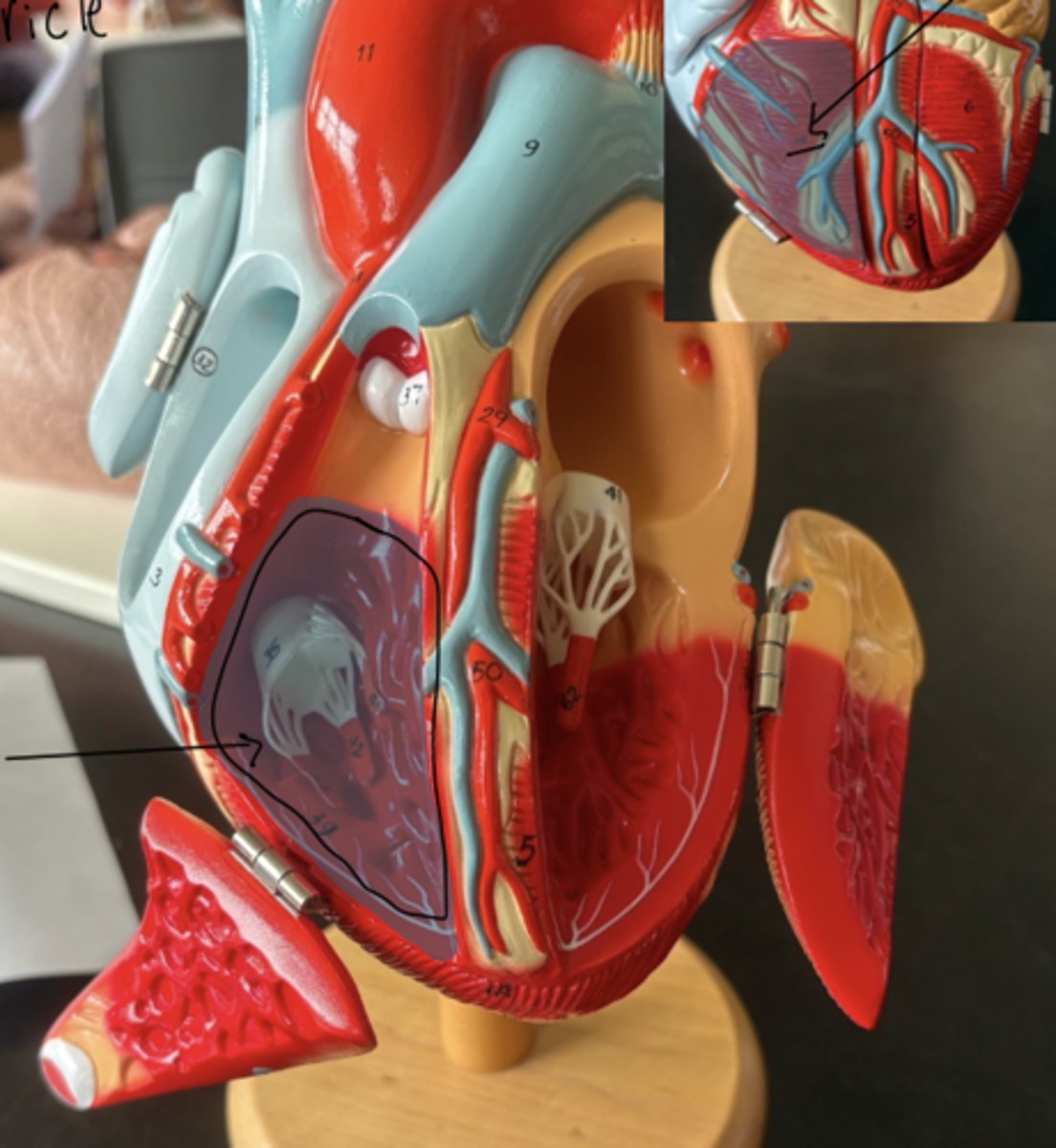 knowt flashcard image