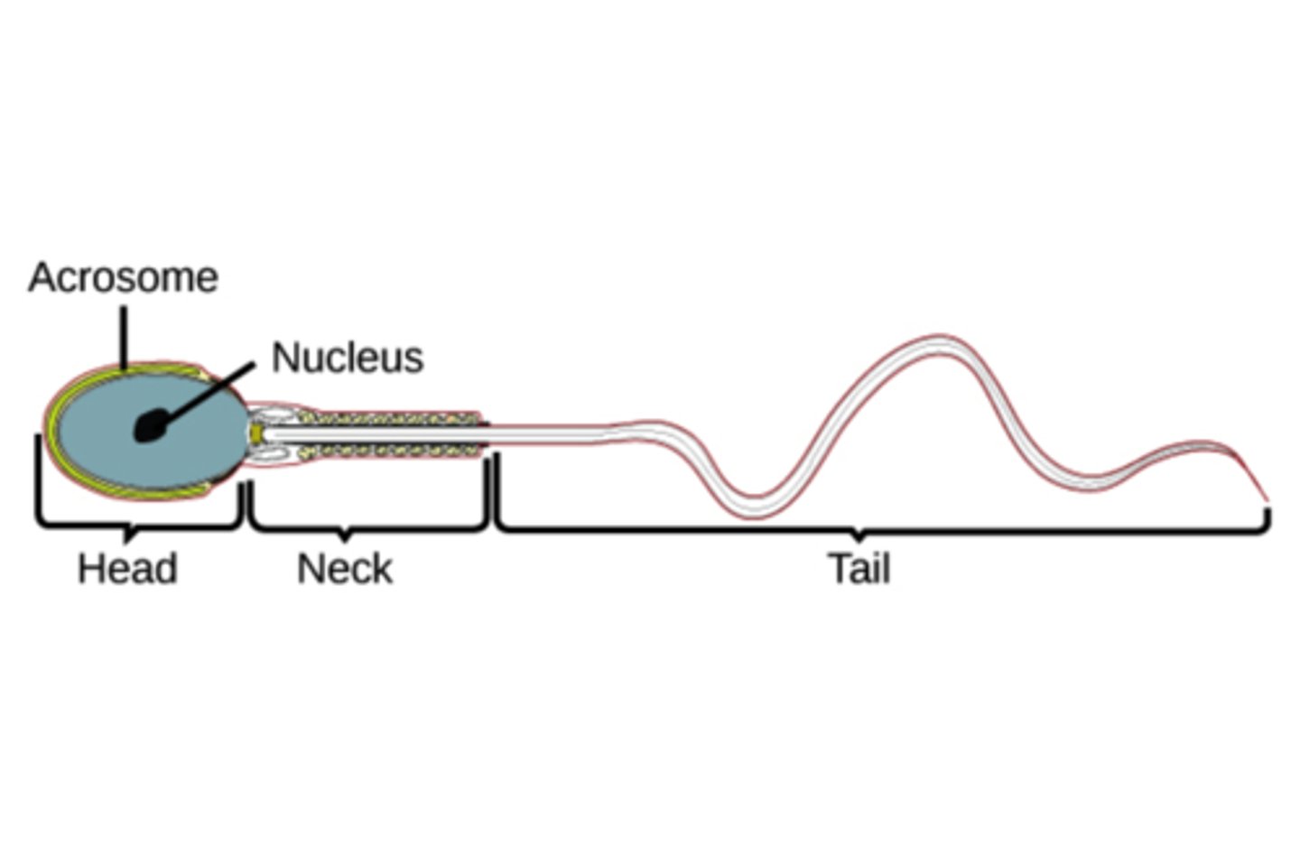 <p>contains genetic material (haploid number of chromosomes)</p><p>-acrosome of head has enzymes that help sperm penetrate the egg</p>