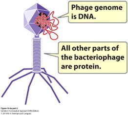 <p>Virus that infect bacteria</p>
