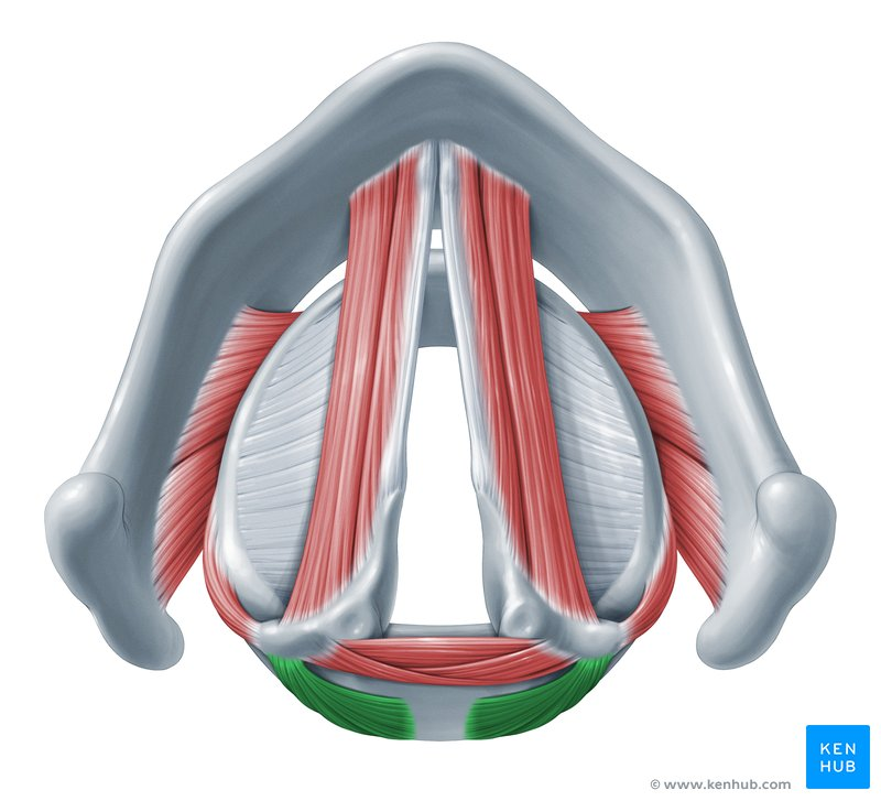 <p>Name the muscle</p>