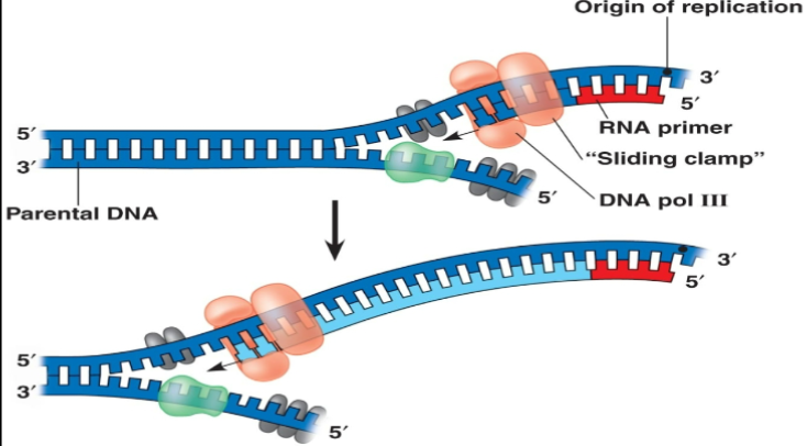 <ul><li><p>Elongation: single strands of DNA are used as template to make a new strand. </p></li></ul><p></p>