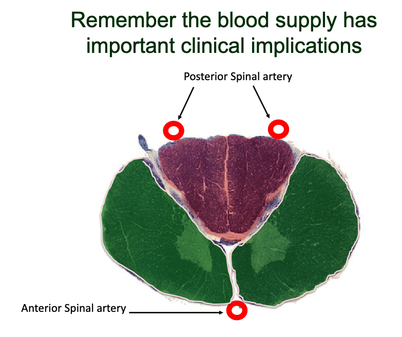 <p>compression or loss of blood flow or compression of cord</p>