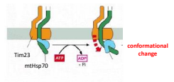 <p>The idea that as the protein enters into the matrix it is bound by mtHSP70. A conformational change to mtHSP70 works to actively pull the protein through the pore. </p>