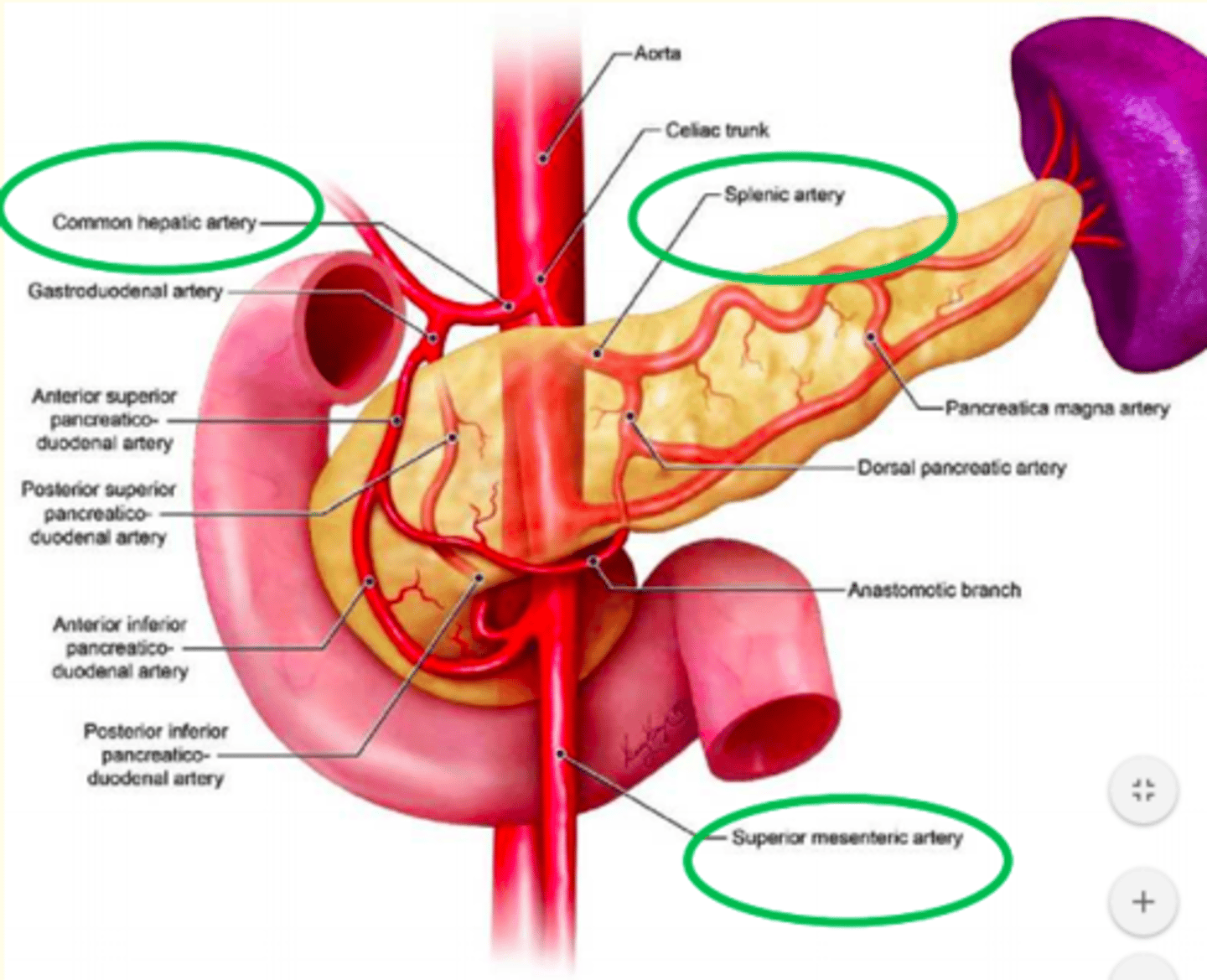 <p>Artery near duodenum = common hepatic artery </p><p>The artery inside pancreas = splenic artery</p><p>Artery exiting pancreas = superior mesenteric artery </p>