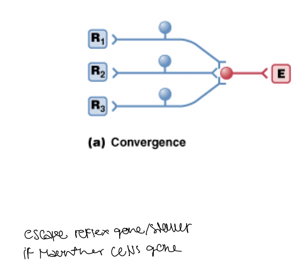 <p>Information converges From different receptors onto one neuron</p>