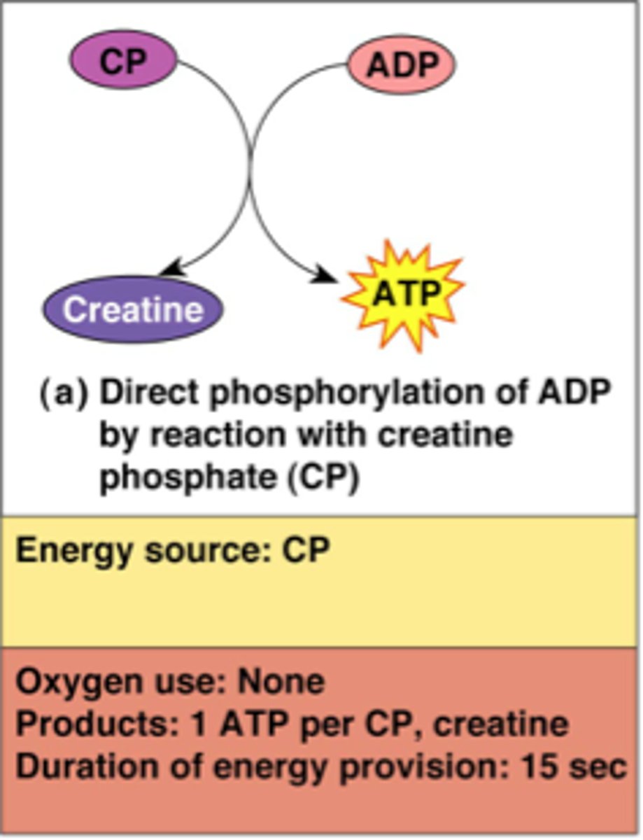 <p>It can transfer its phosphate group to ADP. Only for a short time, and only anaerobically.</p>