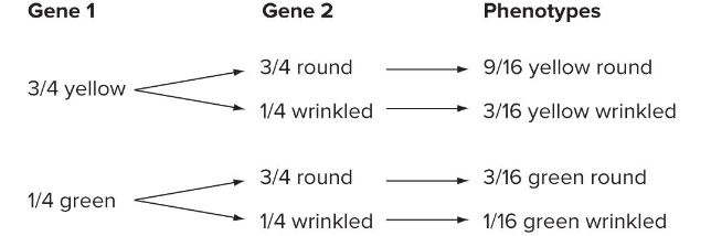 <p>A method of displaying the flow of traits in which progeny phenotypes for each gene are shown in different columns along with their relative frequencies.</p>