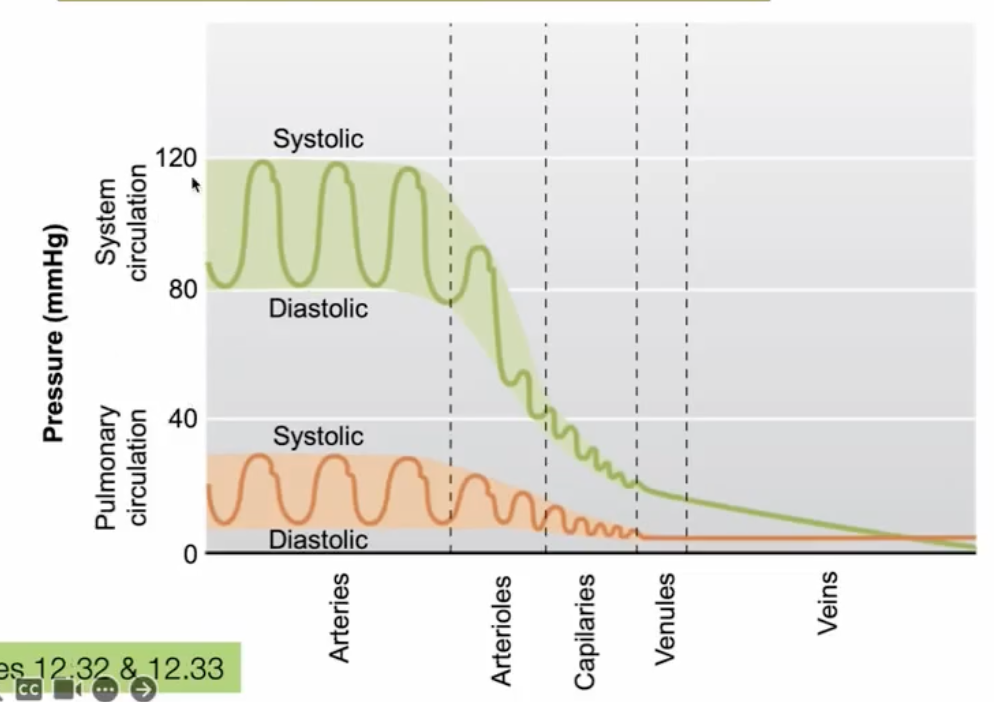 <ul><li><p>pulmonary circulation is shorter and have less pressure because it has less resistance of flow</p><ul><li><p>can achieve the same flow rate as the systemic circulation but with lower pressure</p></li></ul></li></ul><p></p>