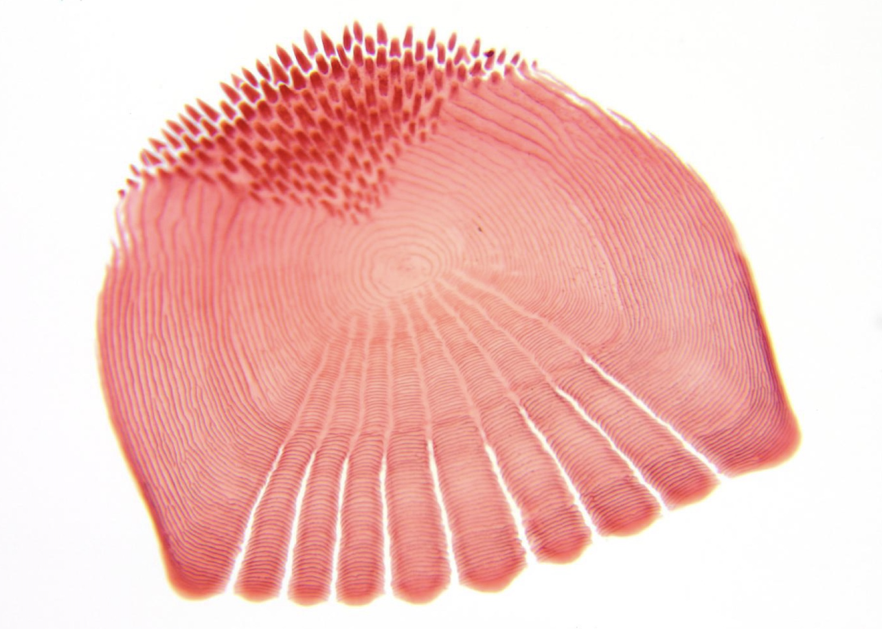 <p>what kind of scale is this?</p>