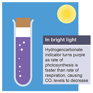 <ul><li><p>purple</p></li><li><p>rate of photosynthesis is faster than respiration</p></li><li><p>CO<sub>2</sub> produced from respiration is used, then plateaus as no longer limiting factor</p></li><li><p>Decreases net levels of CO<sub>2</sub></p></li></ul><p></p>