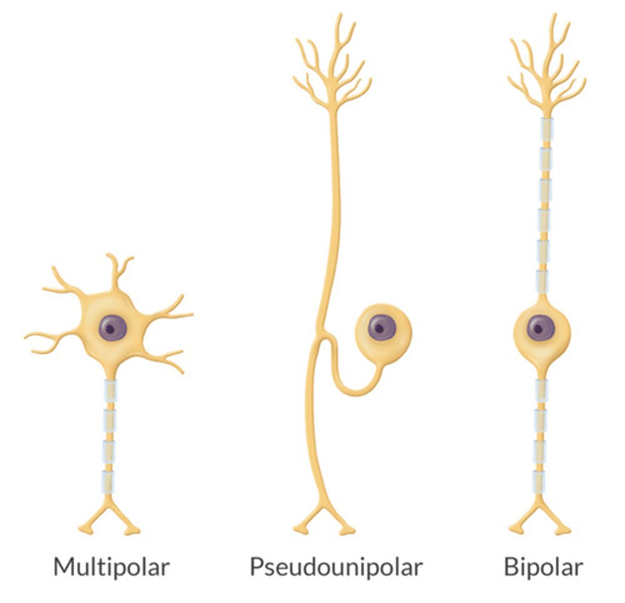 <p>PSUEDOPOLAR neurons</p><p>—Mostly Axon—from the periphery to the CNS connected by a cell body.</p><p>(Bipolar neurons are sensory of the eye and ear. Most other neurons are multipolar)</p>