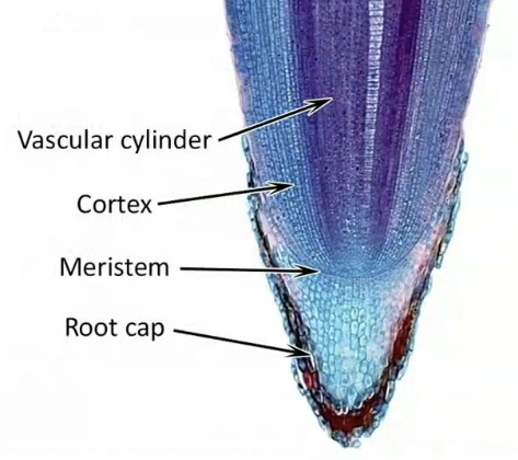 <p>zone of active cell division, occurs in specific areas in a plant (geographic)</p><ul><li><p>primary/apical: at tip &amp; length</p></li><li><p>secondary/vascular: circular &amp; girth</p></li></ul><p>growth is episodic (periodic)</p><p></p>