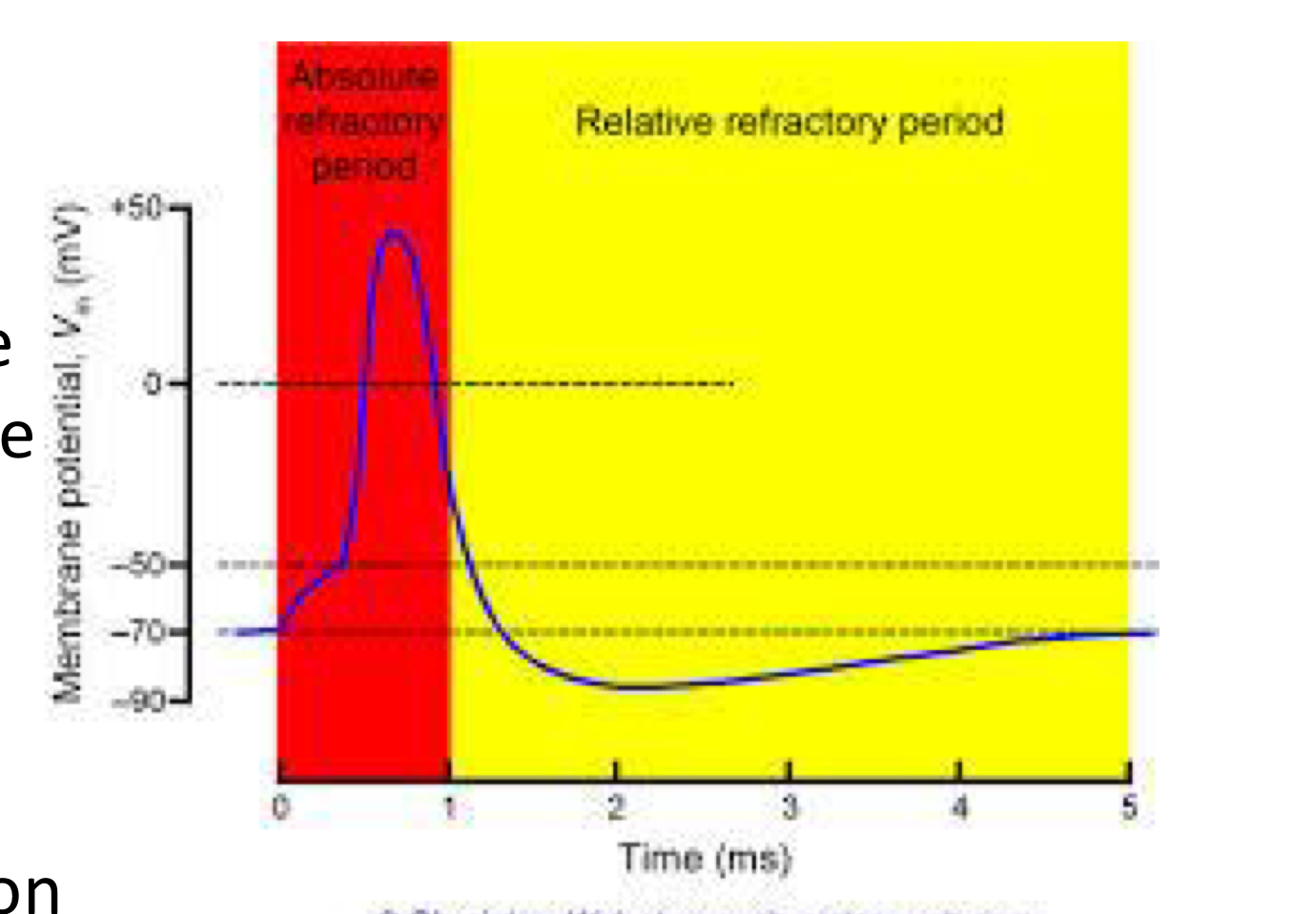 <ol><li><p><strong>all or none</strong>: reach the threshold its gunna happen</p></li><li><p><strong>absolute refractory period</strong>: impossible to generate second action potential</p></li><li><p><strong>relative refractory potential:</strong> possible to generate second action potential but require stronger stimulus to reach threshold</p></li></ol><p></p>