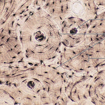 <p></p><ol><li><p><strong>Name the tissue type</strong></p></li><li><p><strong>Name the cell type</strong></p></li><li><p><strong>Know its structure</strong></p></li></ol><p></p>