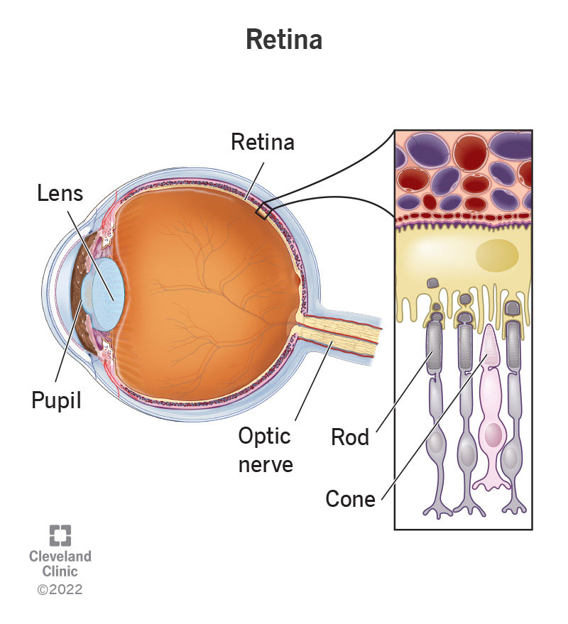 <p>A thin layer that covers the inside of the back of the eye, which is sensitive to light. Three layers of neurons: <span style="color: #b666ff">rods and cones</span>, <span style="color: #27b215">bipolar cells</span>, and <span style="color: #f970d5">ganglion cells</span>.</p>