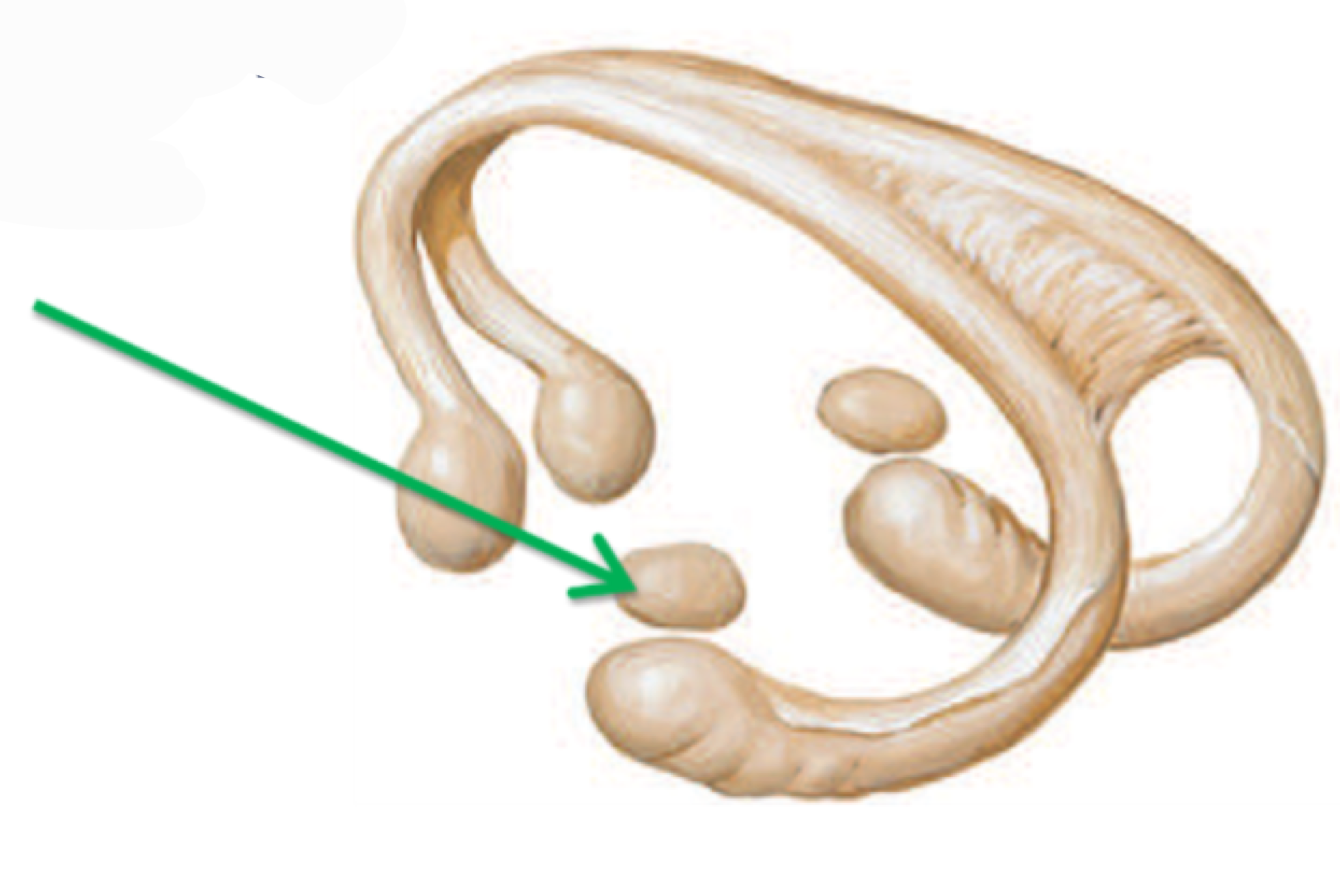 <p>What structure is this? </p>