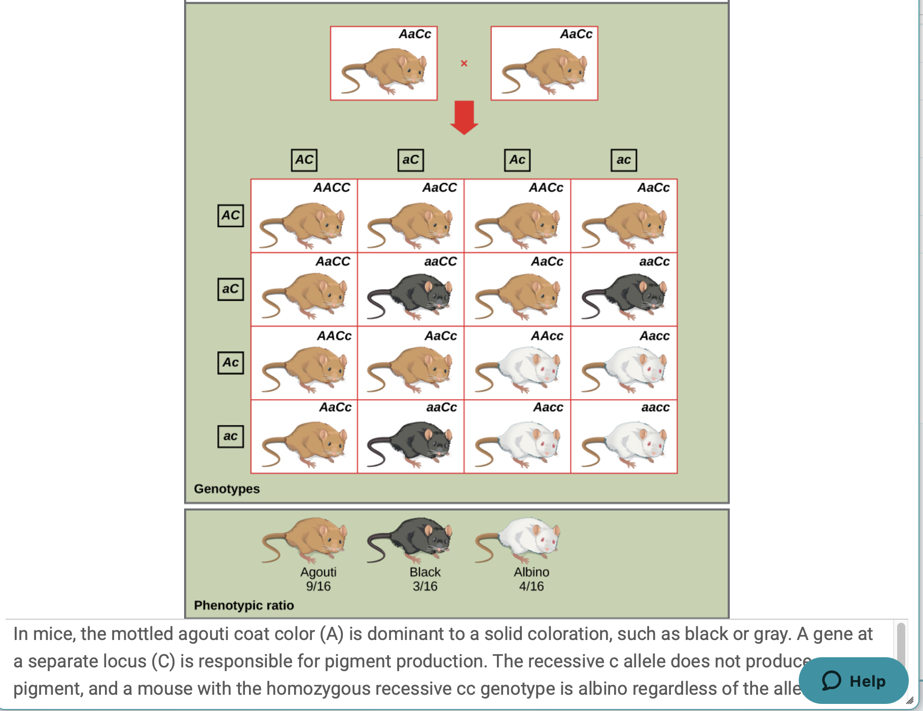 <ul><li><p><span><span>when </span></span><strong>one gene affects or controls the expression</strong><span><span> of </span></span><strong>another gene</strong><span><span>.</span></span></p></li><li><p><span><span>one gene can </span></span><strong>“mask,” “block,” or change</strong><span><span> the effect of another gene on a trait .</span></span></p></li></ul><p><strong>Example 1 – Coat Color in Mice:</strong></p><ul><li><p><strong>Gene 1 (C)</strong> – controls pigment production:</p><ul><li><p><strong>C</strong> = color</p></li><li><p><strong>c</strong> = no color (albino)</p></li></ul></li><li><p><strong>Gene 2 (B)</strong> – controls pigment type:</p><ul><li><p><strong>B</strong> = black pigment</p></li><li><p><strong>b</strong> = brown pigment</p></li></ul></li></ul><p>If a mouse has <strong>cc</strong>, it will be <strong>albino</strong> no matter what alleles it has at the <strong>B gene</strong>, because pigment can’t be made.<br><span data-name="point_right" data-type="emoji">👉</span> The <strong>C gene</strong> is <strong>epistatic</strong> to <strong>B</strong> — it masks its effect.</p><p></p><p><strong>Example 2 – Labrador Retrievers (Dogs):</strong></p><ul><li><p><strong>Gene 1 (B)</strong> = black or brown pigment</p></li><li><p><strong>Gene 2 (E)</strong> = controls whether pigment is deposited in fur</p><ul><li><p><strong>EE or Ee</strong> = color shows (black or brown)</p></li><li><p><strong>ee</strong> = no pigment → <strong>yellow fur</strong></p></li></ul></li></ul><p>If a dog has <strong>ee</strong>, the color gene (<strong>B</strong>) doesn’t matter — the dog will be <strong>yellow</strong>.<br><span data-name="point_right" data-type="emoji">👉</span> The <strong>E gene</strong> is <strong>epistatic</strong> to <strong>B</strong>.</p>