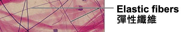 <p><strong>thin, dark-staining, thread-like lines</strong> that weave between the thicker collagen fibers; arranged in a loose, irregular network → gives the tissue elasticity.</p>