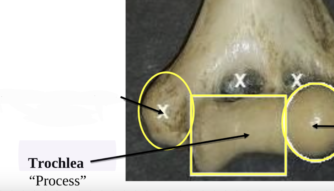 <p>Trochlea </p>