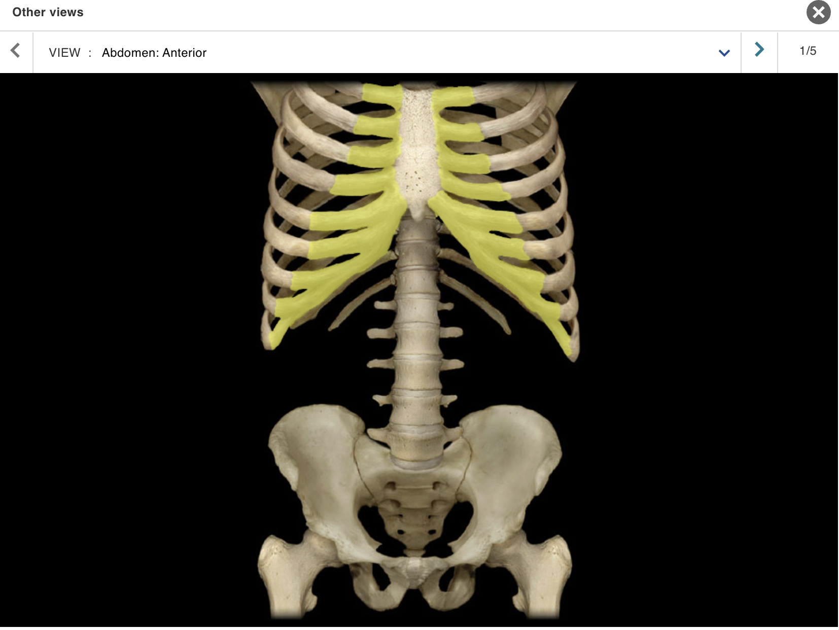 <p>Location:</p><p class="p1">• Thorax</p><p class="p1">Description:</p><ul><li><p>﻿﻿Attaches rib to sternum</p></li><li><p>﻿﻿True ribs (ribs 1-7): attached directly to sternum by costal cartilages</p></li><li><p>﻿﻿False ribs (ribs 8-10): attach indirectly to sternum via a shared costal cartilage</p></li><li><p>﻿﻿Costal margin created by costal cartilages of ribs 7-10</p></li></ul><p>Comment:</p><ul><li><p>﻿﻿All ribs: articulate with thoracic vertebrae</p></li><li><p>﻿﻿Floating ribs (ribs 11-12): not attached to sternum</p></li><li><p>﻿﻿Alternate definition: some include the floating ribs (11-12) as a subcategory of false ribs</p></li></ul><p></p>