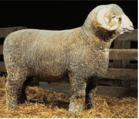 <ul><li><p>Origin: France</p></li><li><p>White</p></li><li><p>Horned</p></li><li><p>Traits: high quality, fine wool, largest of the several fine wool breeds, adapts to severe conditions, extended breeding season</p></li></ul><p></p>