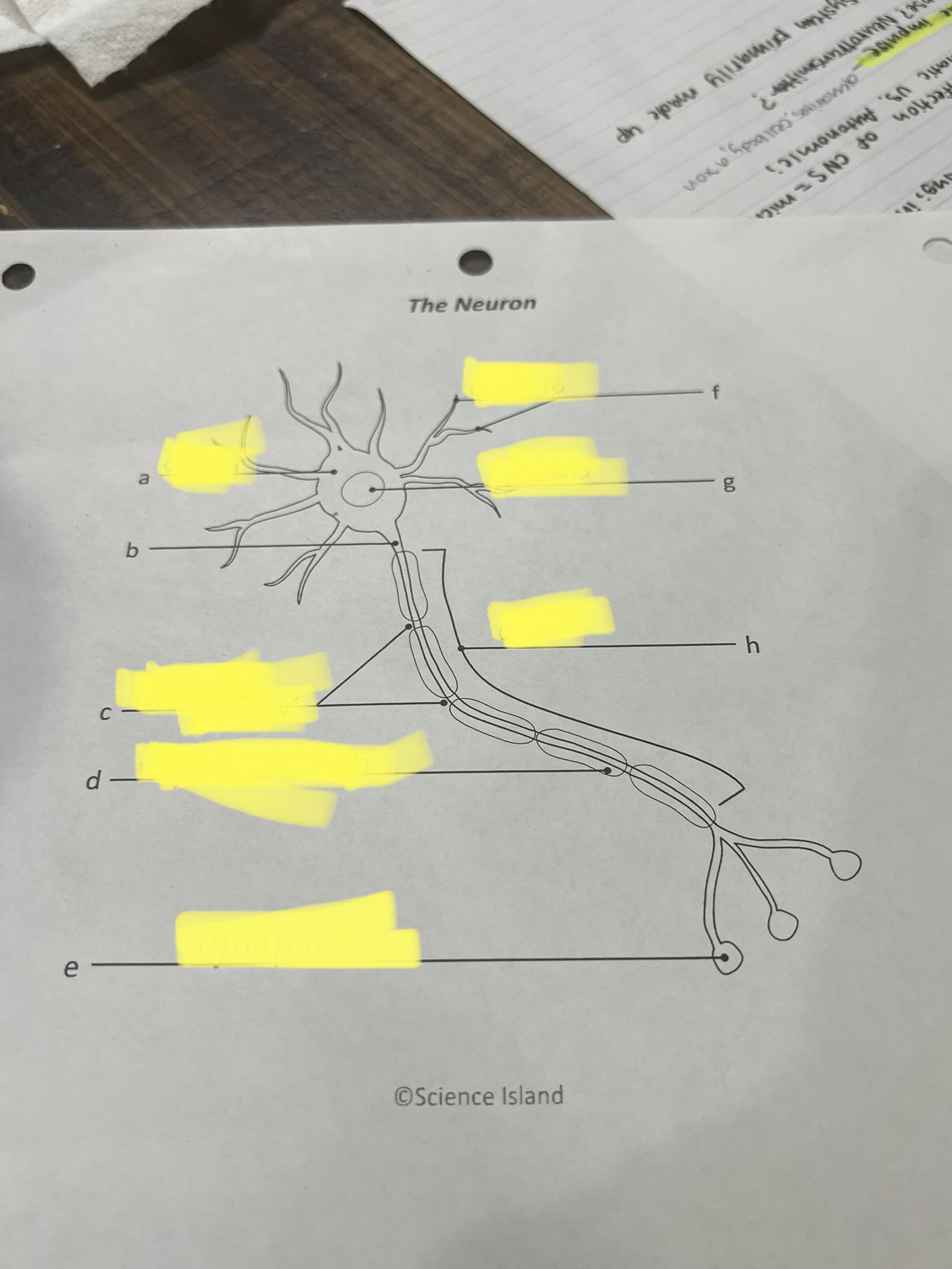 Term B