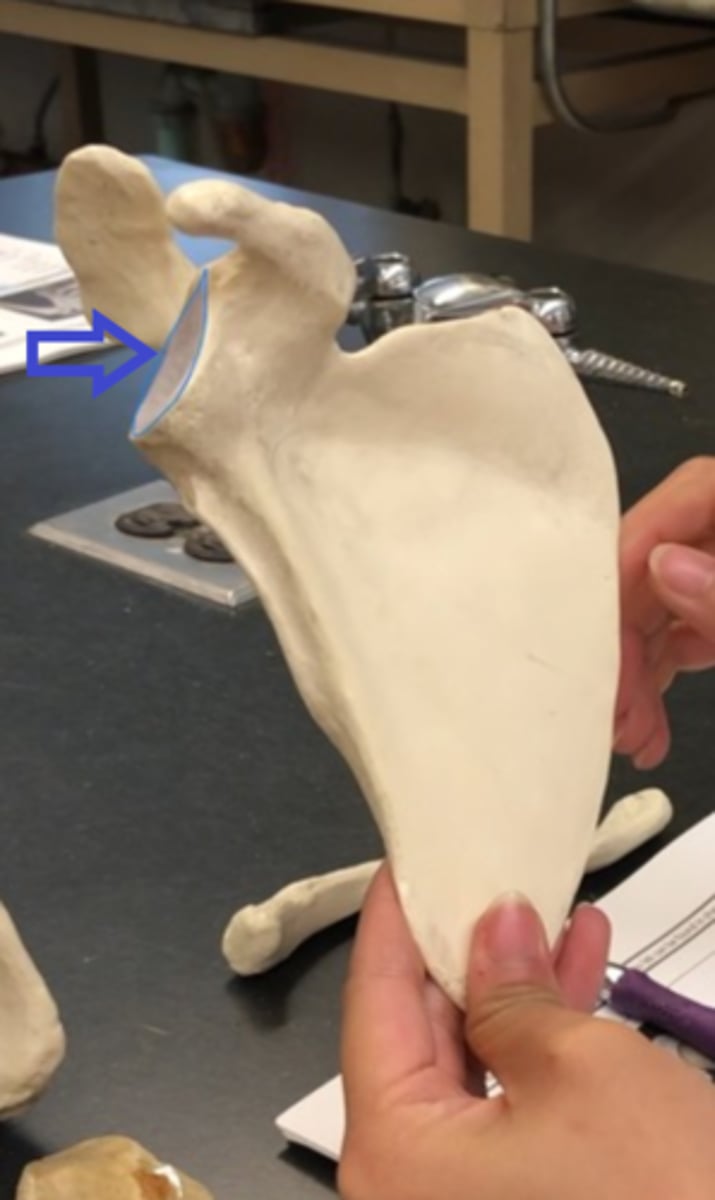 <p>Space where humerus goes in</p>
