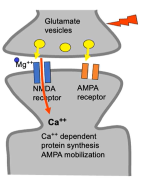 <ul><li><p>NMDA channel is normally blocked by MG++</p></li><li><p>Concurrent voltage change to drive out Mg</p><ul><li><p>achieved by glutamate binding to nearby AMPA receptors</p></li><li><p>equivalent to stimulation with high freq electrical pulses</p></li></ul></li><li><p>Glutamate binds to NMDA + AMPA receptors</p><ul><li><p>temporary change in shape of channel = opens up channel</p></li><li><p>calcium can enter through the open, unblocked NMDA channel</p></li></ul></li><li><p>Ca++ entry triggers intra-cellular signalling cascade which results in</p><ul><li><p>migration of AMPA receptors from intracellular stores to the cell membrane</p></li><li><p>synthesis of more AMPA receptors</p></li></ul></li></ul><p></p>