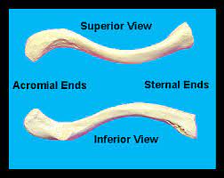 <p>sternoclavicular joint superior and attaches sternal end of clavicle and sternum</p>