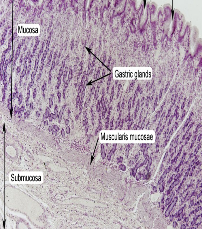 <p>FALSE</p><p>There are no gastric glands present in this layer.</p>