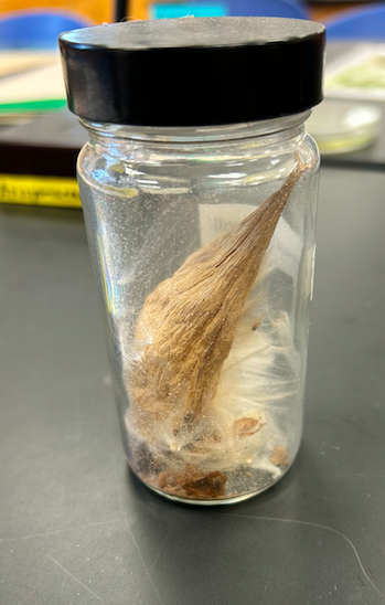 <p>Apocynaceae</p><p><em>Asclepias</em></p>