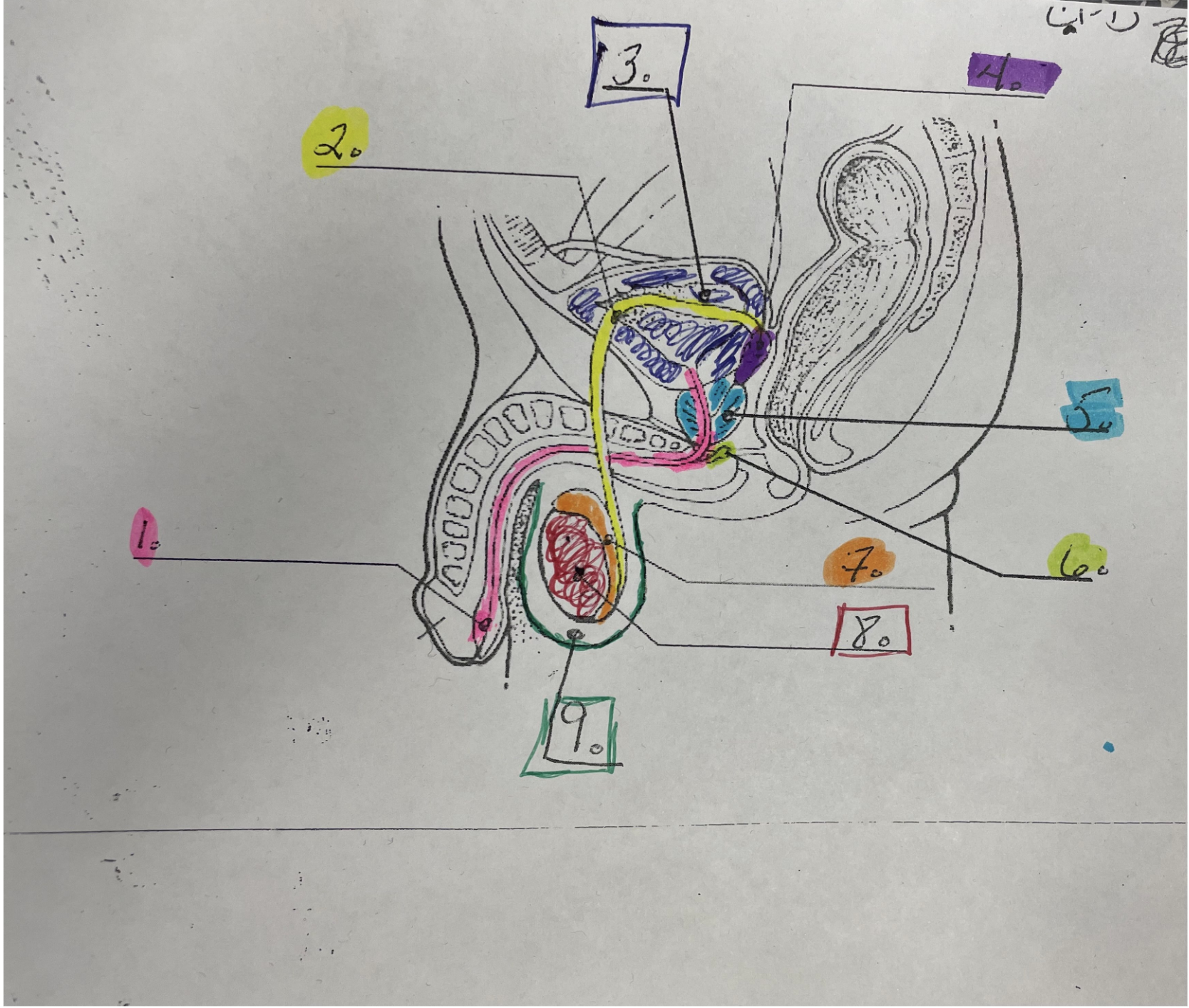 <p>8; testis</p>