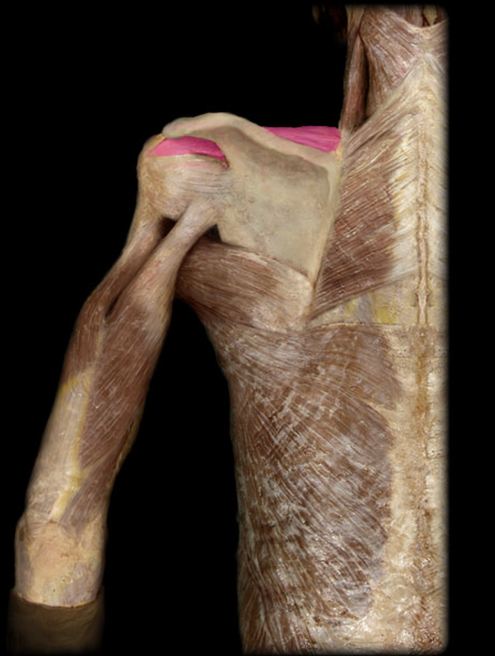 <p>supraspinatus m. (innervation)</p>