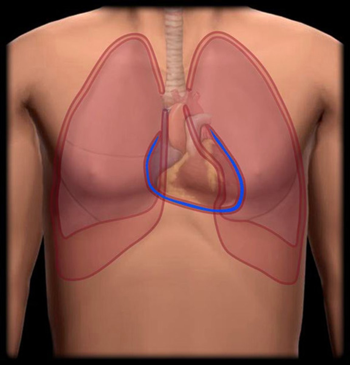 <p>Contains the heart</p>