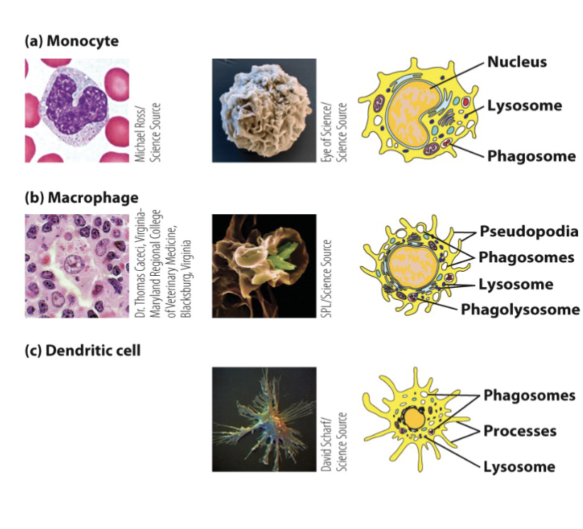 <p>Key factor: <span>Monocyte-colony stimulating factor (M-CSF)</span></p><p><mark data-color="yellow" style="background-color: yellow; color: inherit;">invade infected tissue and then will differentiate into macrophages and dendritic cells</mark></p><p><span>Maturation Characteristics: Gradual nuclear folding, Acquisition of cytoplasmic granules</span></p><p><span>Stages in development: Monoblast, Promonocyte, Mature monocyte, </span></p><p><span>Further differentiation (in tissues) into: Dendritic cells (Granulocyte-monocyte colony stimulating factor: GM-CSF, IL-4) or Macrophages (M-CSF)</span></p>
