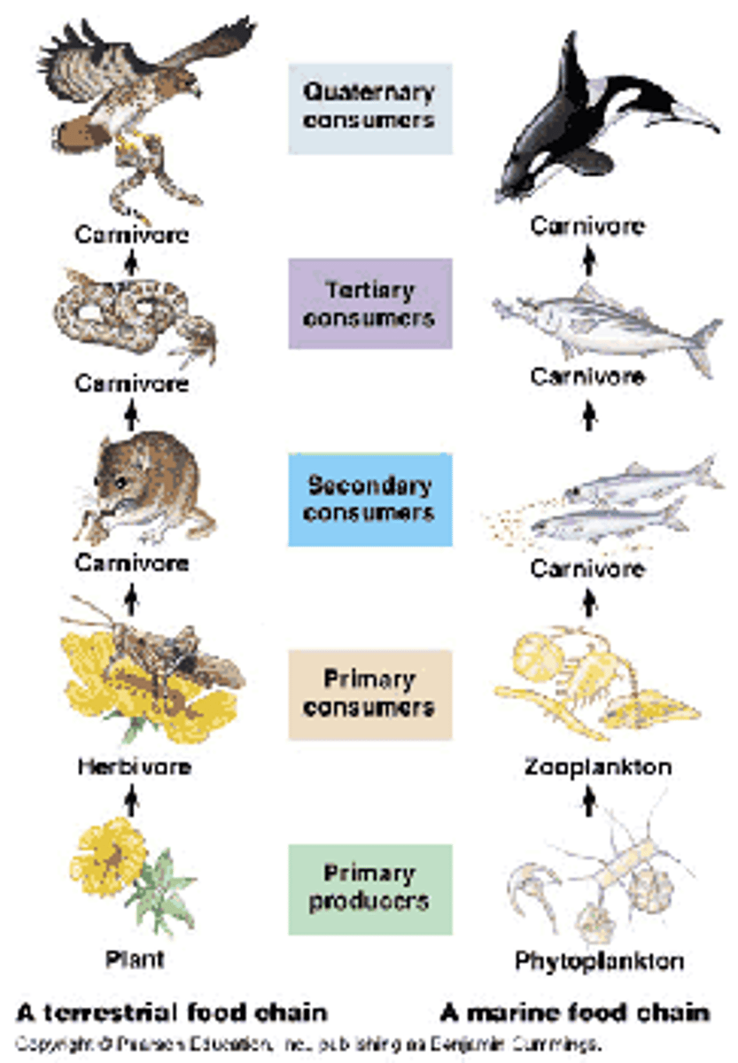 <p>A series of steps in which organisms transfer energy by eating and being eaten.</p>