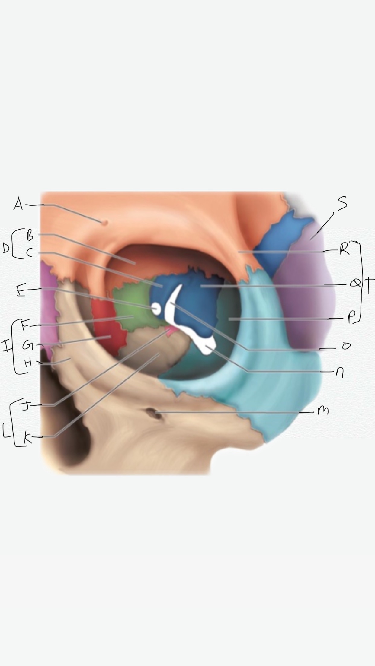<p>M</p>