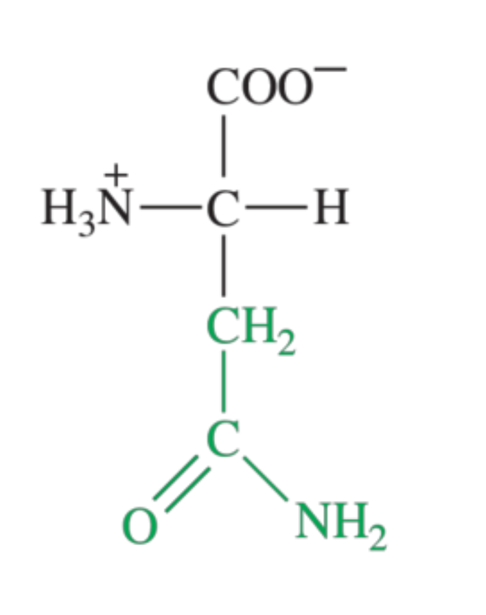 <p>What amino acid is shown in the image?</p>