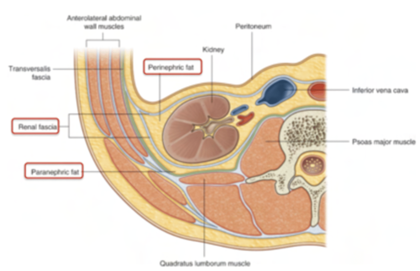 <p>i. Renal capsule, seen in brown. Gives the kidneys their characteristic bean shape. CT capsule, not peritoneum</p><p>ii. Perinephric fat: adipose capsule, </p><p>iii. Renal fascia: it anchors the kidney and its perinephric fat to the surroundings, such as the muscles we have just mentioned</p><p>iv. Paranephric fat: 2nd adipose capsule surrounding the kidneys</p>