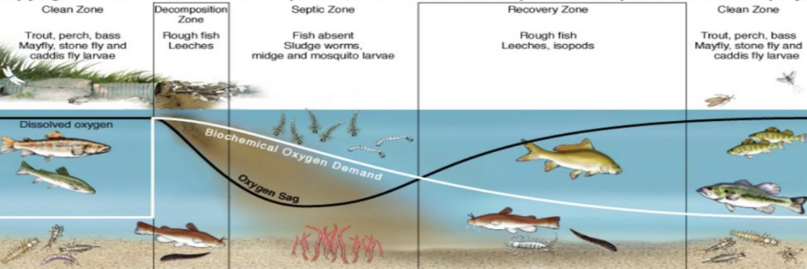 <p>Clean zone, decomposition zone, septic zone, recovery zone</p>